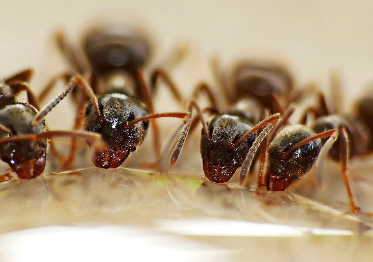 Sezóna mravenců v bytě opět zahájena! Jak se jich zbavit?